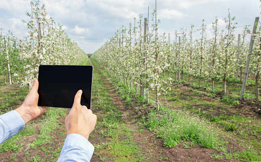 Modern smart farm management, mobile app and technology for job outdoor. Adult man holding tablet with blank screen and working on plantation with blooming apple trees with white flowers, cropped