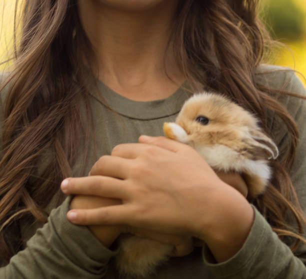 istock small brown with white rabbit in children's hands 1316591677
