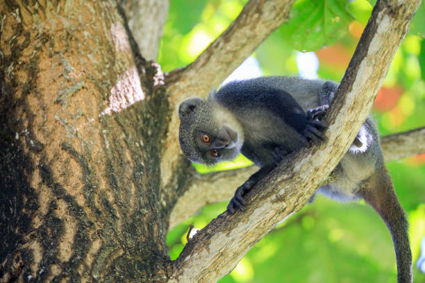 istock White-throated Monkey in a tee, Kenya, Africa 1316592305