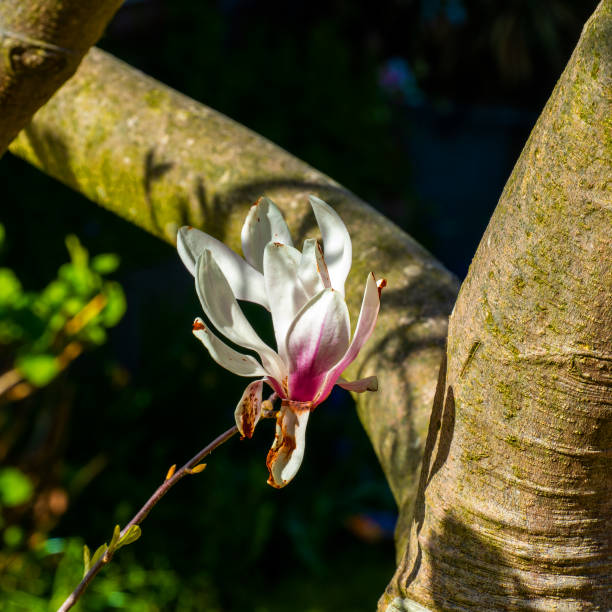 Plants growing in the garden in the Netherlands