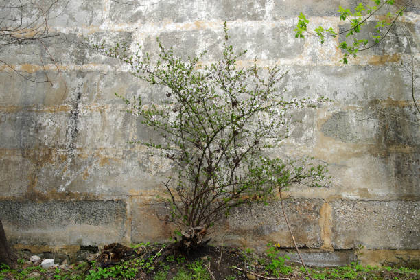 istock A sawn-down apple tree under the concrete support wall sprouted new branches and bloomed. 1316594598