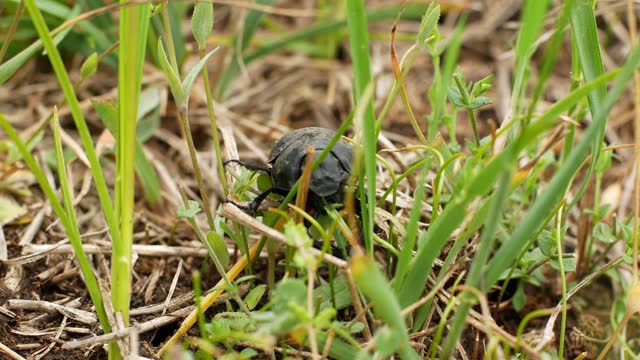 A large black field beetle eats the spring grass. Insects in nature close-up of a beetle.  macro footage