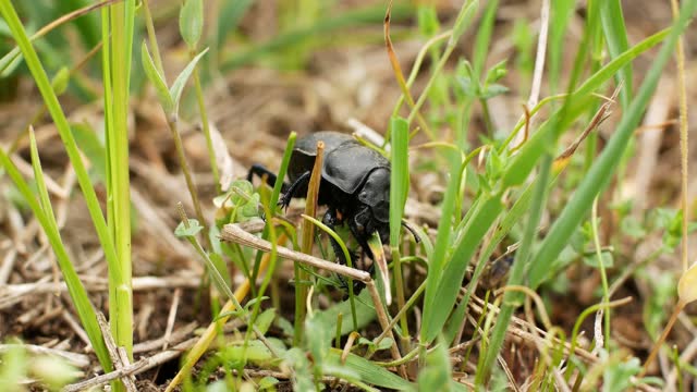 A large black field beetle eats the spring grass. Insects in nature close-up of a beetle.  macro footage