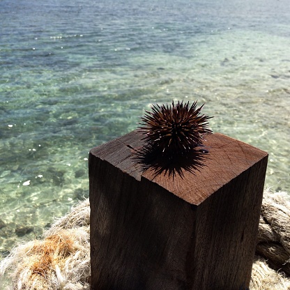 Sea urchin on wood column