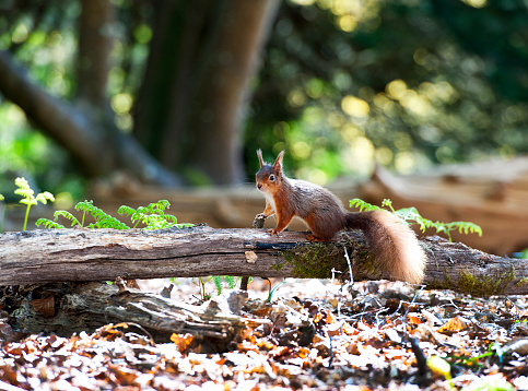 The extremely rare and endangered Red Squirrel, also known as the Eurasian red squirrel, is one of the most threatened of England's wildlife mammals, with its bushy tail, ear tufts and red fur it has been overpowered by the larger grey squirrel throughout Britain. One of its main remaining habitats is on Brownsea Island, Poole Harbour, Dorset, England