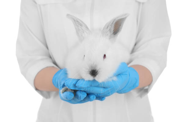 istock Scientist holding rabbit on white background, closeup. Animal testing concept 1316599907