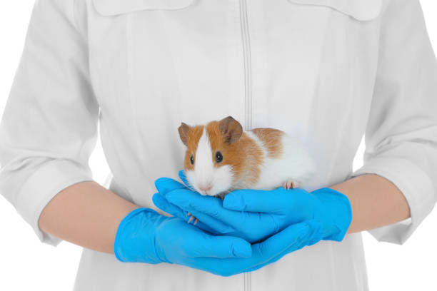 istock Scientist holding guinea pig on white background, closeup. Animal testing concept 1316599961