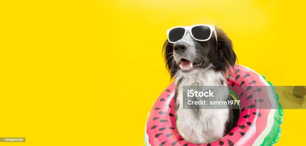 puppy border collie dog summer inside of a watermelon  inflatable wearing sunglasses looking away. Isolated on yellow background. Dog Stock Photo