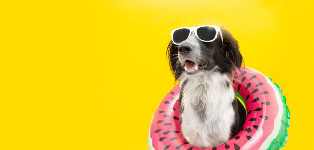 puppy border collie dog summer inside of a watermelon  inflatable wearing sunglasses looking away. Isolated on yellow background. puppy border collie dog summer inside of a watermelon  inflatable wearing sunglasses looking away. Isolated on yellow background. border collie photos stock pictures, royalty-free photos & images