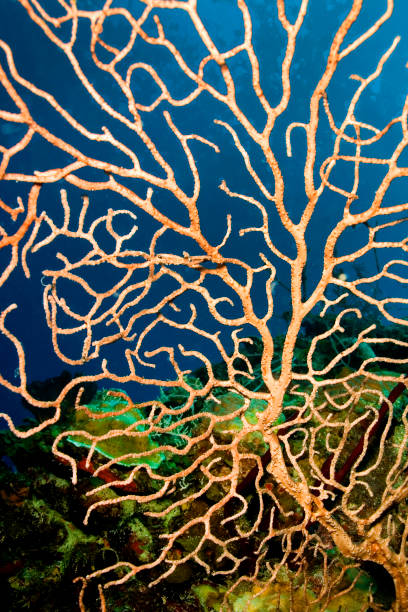 istock Gorgonian, Caribbean Sea, Playa Giron, Cuba 1316602558