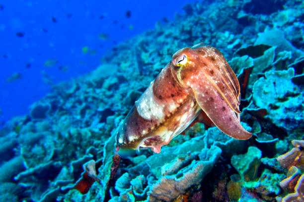 istock Cuttlefish, Lembeh, North Sulawesi, Indonesia 1316602564