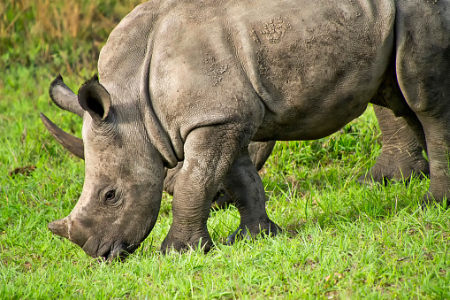 White Rhinoceros, Ceratotherium simum, Square-lipped Rhinoceros, Kruger National Park, South Africa, Africa