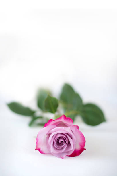 lilac rose isolated on white background
