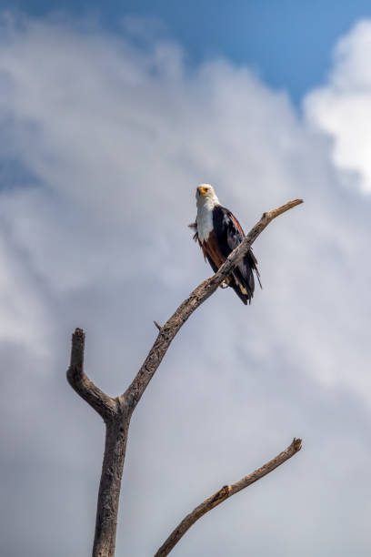 istock African Fish Eagle Ethiopia Africa wildlife 1316605712