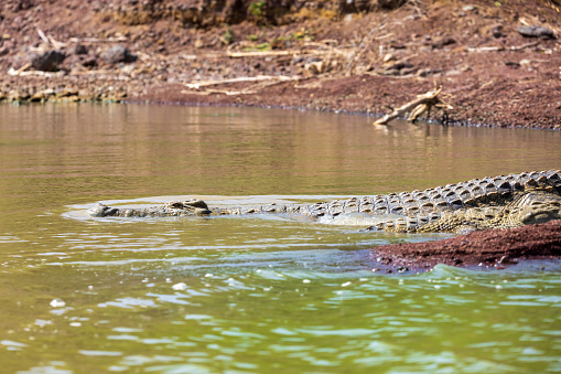 nile crocodile hiding in water. Crocodylus niloticus, largest fresh water crocodile in Africa, is panting and resting on ground. Chamo lake, Arba Minch Ethiopia, Africa wildlife
