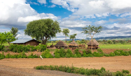 Ethiopian landscape with traditional ethiopian houses, small farm with cattle near Karat Konso. Ethiopia countryside, Africa