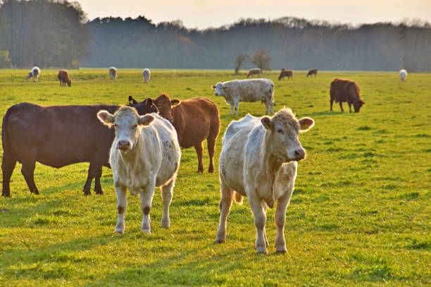 istock Cows in the pasture 1316606260