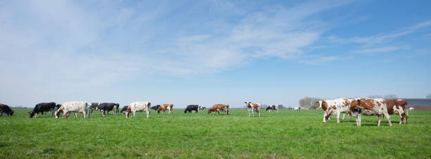 istock spotted cows in meadow between utrecht and gouda in holland 1316606473