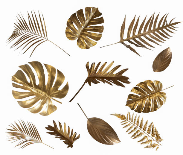 Gold monstera leaves plant frame isolated on a white background. top view. copy space. abstract.