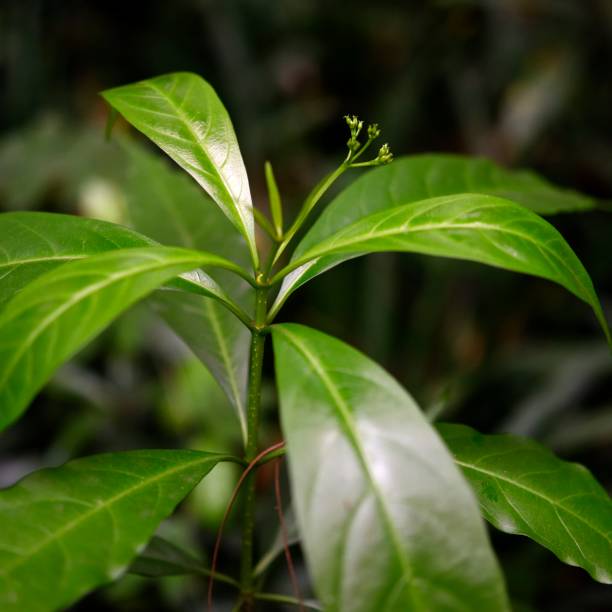 istock Rare plant-Annamocarya sinensis 1316609021