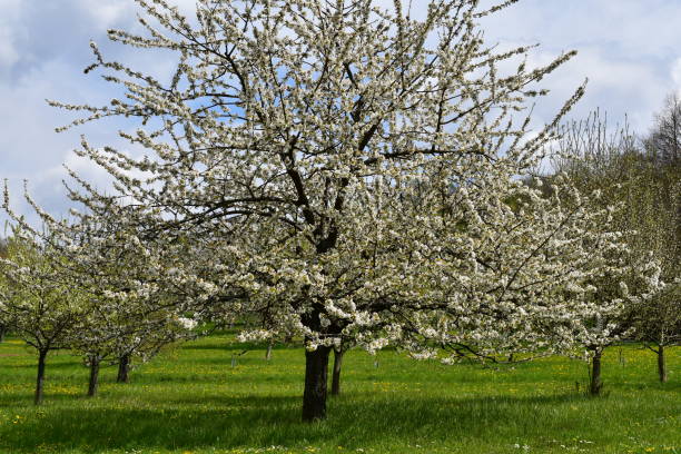 istock Cherry blossoms in Franconia in spring 1316609064