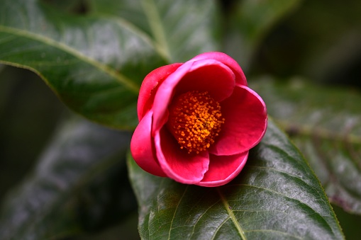 Guangxi Institute of Botany,Chinese Academy of Sciences,\nGuilin Yanshan Botanical Garden,Rare and Endangered Botanical Gardens.\nThe botanical garden is open to the public.\nThis is red flower of golden camellia.