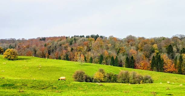 istock Miserden - Autumn in Cotswold 1316609525