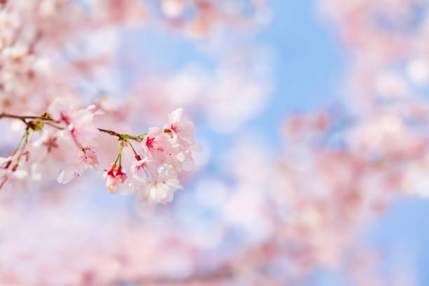 istock Cherry blossoms in full bloom with beautiful pink petals 1316609602