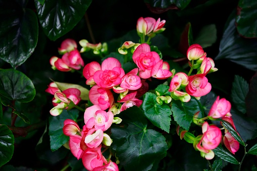 Guangxi Institute of Botany,Chinese Academy of Sciences,\nGuilin Yanshan Botanical Garden,Rare and Endangered Botanical Gardens.\nThe botanical garden is open to the public.\nThis is begonia hiemalis.
