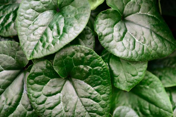 istock Rare plant-asarum 1316610277