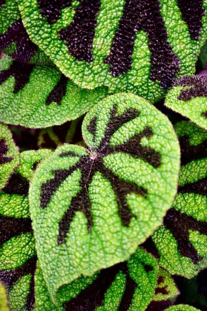 istock Rare plant-Iron clad begonias 1316610299