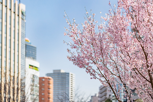 Cherry blossoms in full bloom in the city