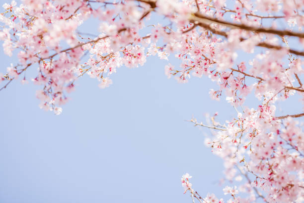 fiori di ciliegio in piena fioritura con bellissimi petali rosa - cherry tree foto e immagini stock