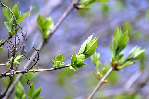 Spring blooming of buds and leaves on trees