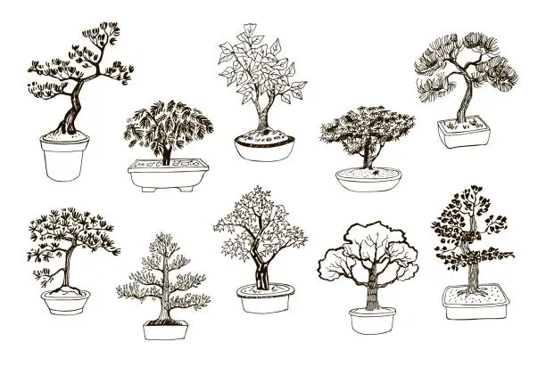 Vector illustration of bonsai plants vector hand drawn set