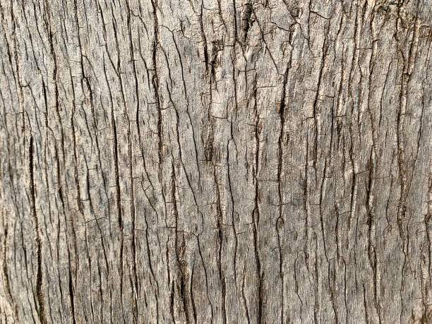 rinde palme stamm holz korn sonnenlicht textur abstrakt gestreift braun beige sommer tropischen hintergrund weichen holz natürliche muster close-up - bark textured close up tree stock-fotos und bilder