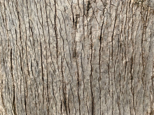 bark palm tree trunk wood grain sunlight texture abstract striped brown beige summer tropical background soft wooden natural pattern close-up - bark textured close up tree photos et images de collection