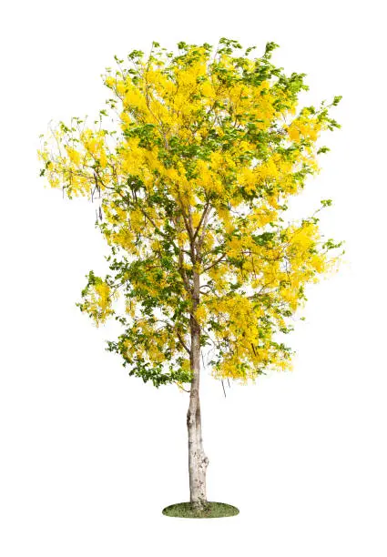 Cassia fistula tree or Golden shower National tree of Thailand and isolated on white background.