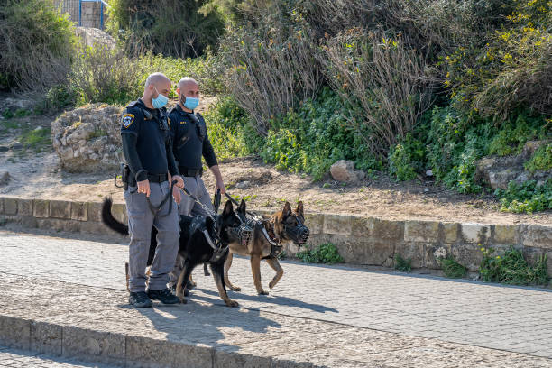 警察犬 - german shepherd animal black purebred dog ストックフォトと画像