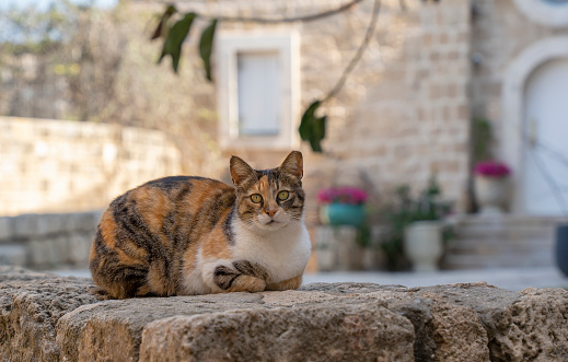 A green eyed, tricolor cat sitting on a stone fence of an old stone house, typical of old Jaffa, Israel.
