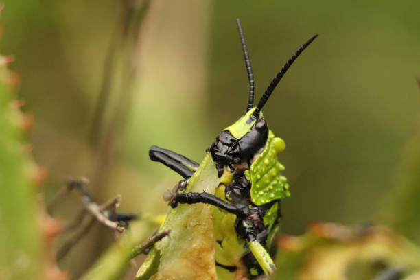 istock Green Milkweed Locust 1316614455