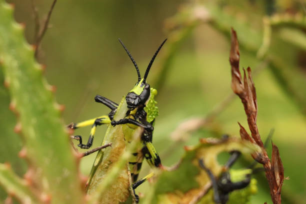 istock Green Milkweed Locust 1316614457