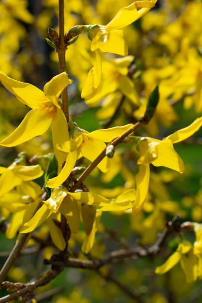 istock Branches of blooming European forsythia full frame 1316615150