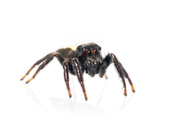 istock Image of biting jumping spider (Opisthoncus mordax) on white background. Insect. Animal 1316615232
