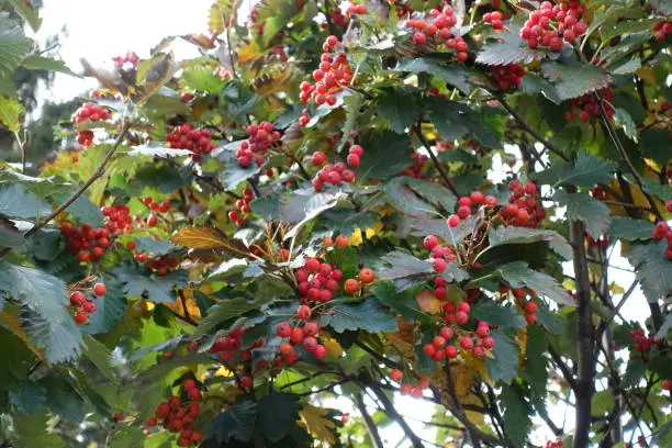 Foliage and berries of Sorbus aria in October