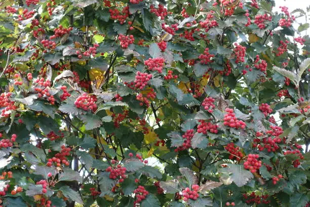 Green leaves and red berries of Sorbus aria in October