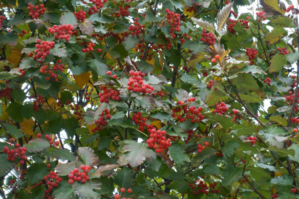 istock Multiple red berries in the leafage of Sorbus aria in October 1316615376