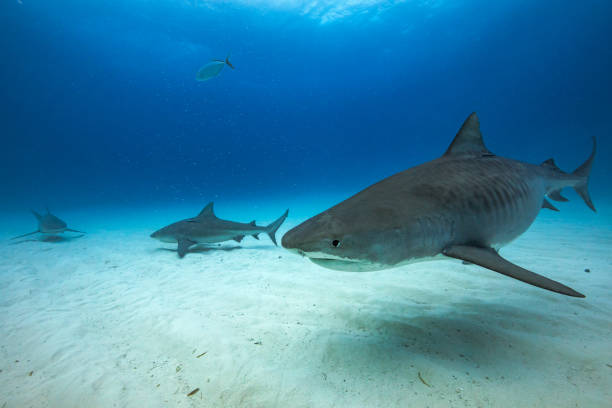 istock Tiger shark in Tiger Beach, The Bahamas 1316615536