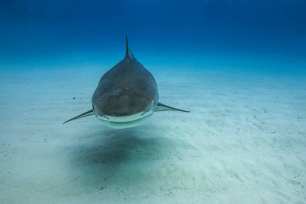istock Tiger shark in Tiger Beach, The Bahamas 1316615643
