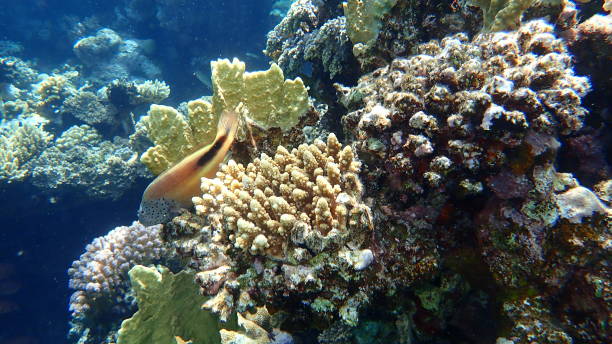 istock Blackside hawkfish (Paracirrhites forsteri) undersea, Red Sea, Egypt, Sharm El Sheikh 1316616369